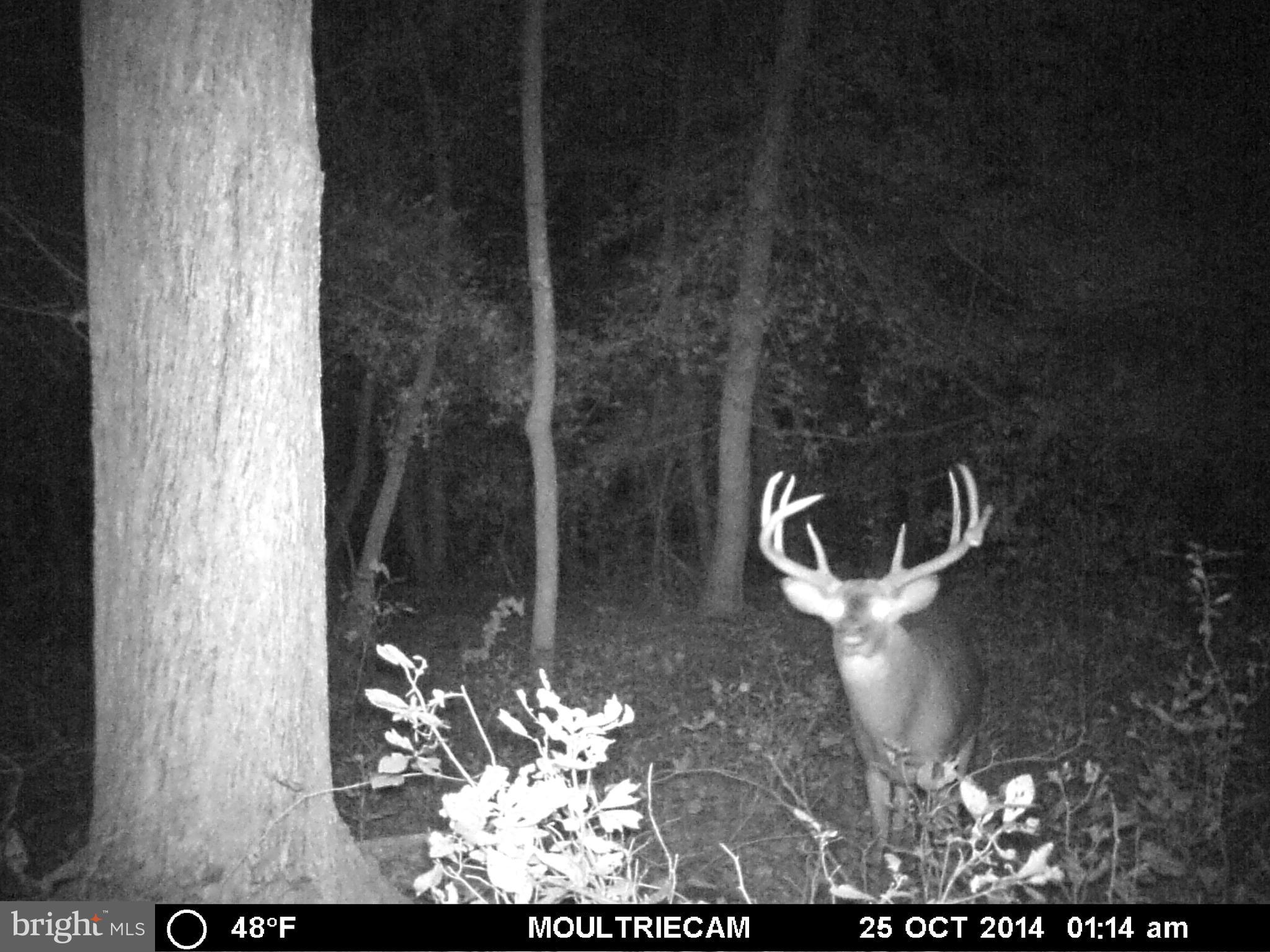 Lentz Road Goldsboro, MD 21636 - Photo 10 of 14 Gallery Image 10