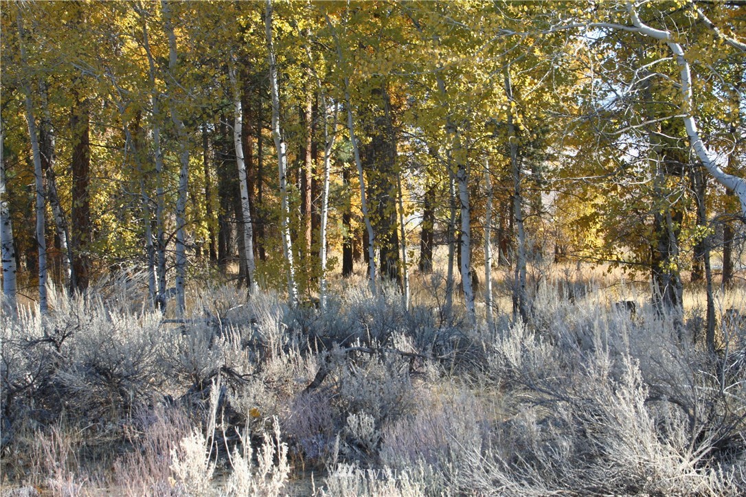 46 Beaver Pond Road Twisp, WA 98856 - Photo 2 of 31 a view of forest