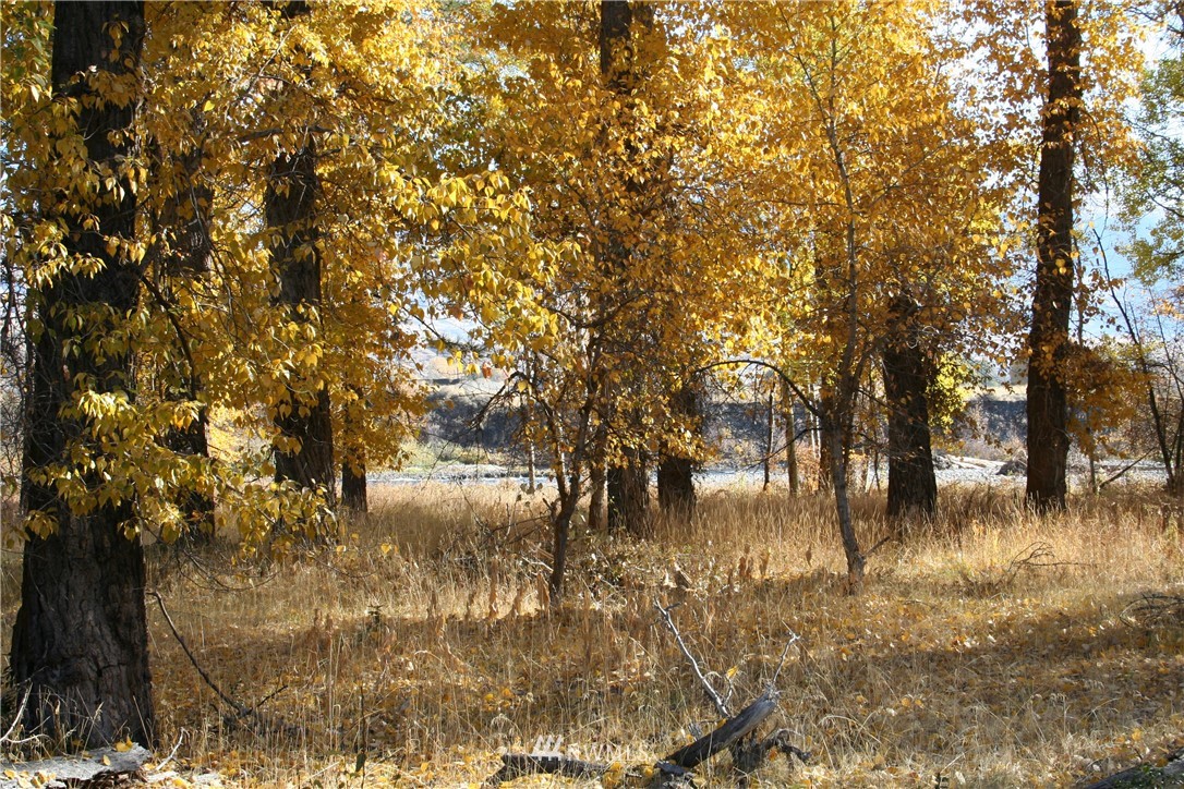 46 Beaver Pond Road Twisp, WA 98856 - Photo 3 of 31 a view of yard with trees