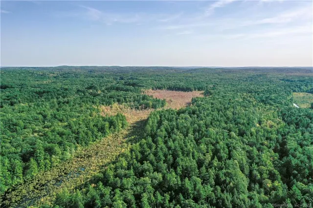 a view of a yard with a plant