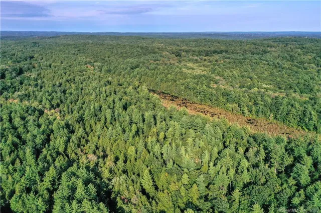 a view of a yard with lots of trees