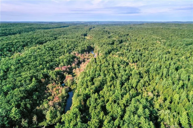 a view of a forest filled with trees