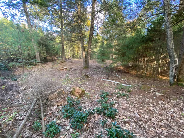a view of a yard with trees