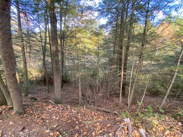 a view of a yard with trees