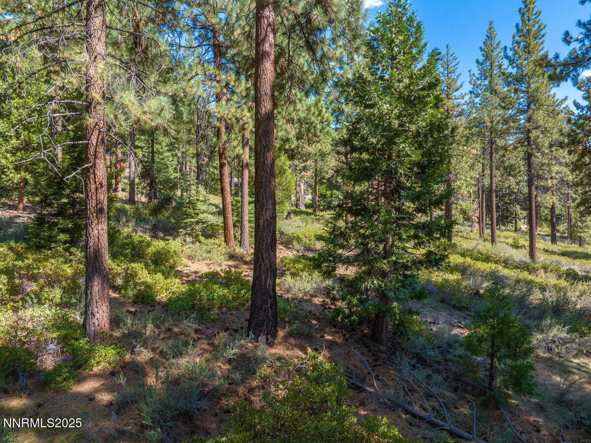 1227 Highway 50 Zephyr Cove, NV 89448 - Photo 12 of 16 a view of a forest that has large trees