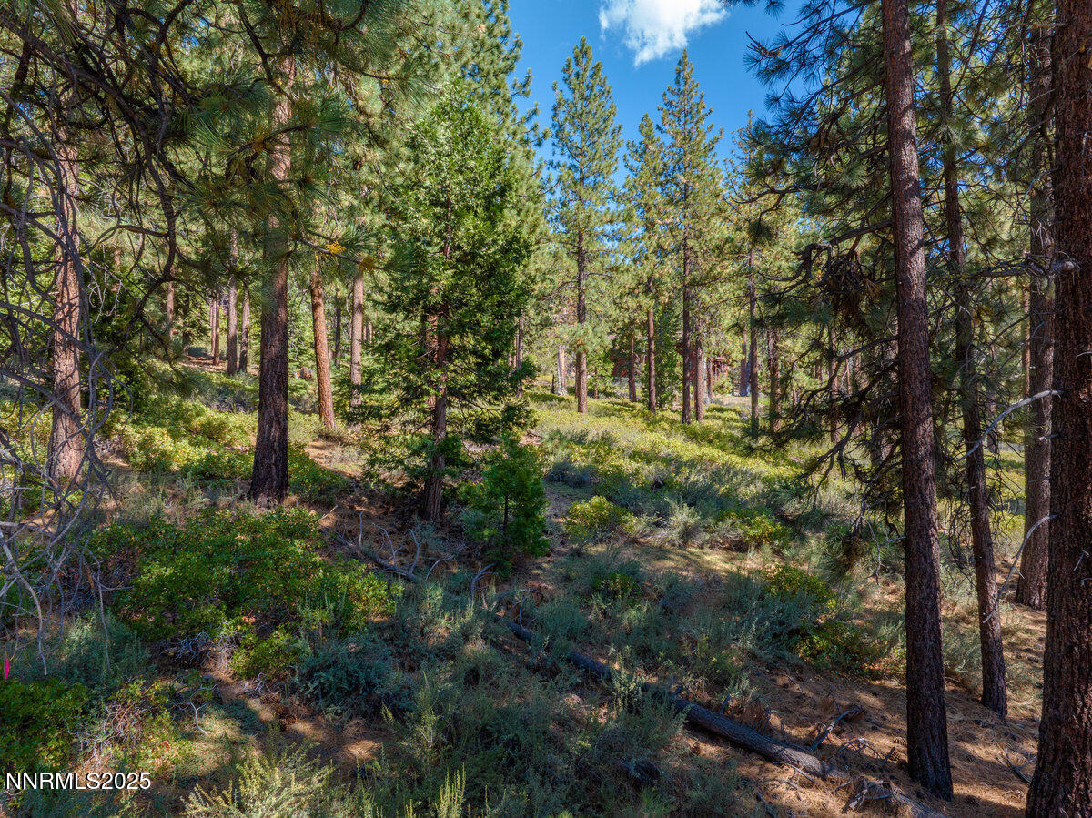 1227 Highway 50 Zephyr Cove, NV 89448 - Photo 13 of 16 a backyard of a house with lots of green space