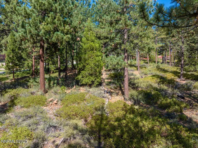 a view of a forest with trees