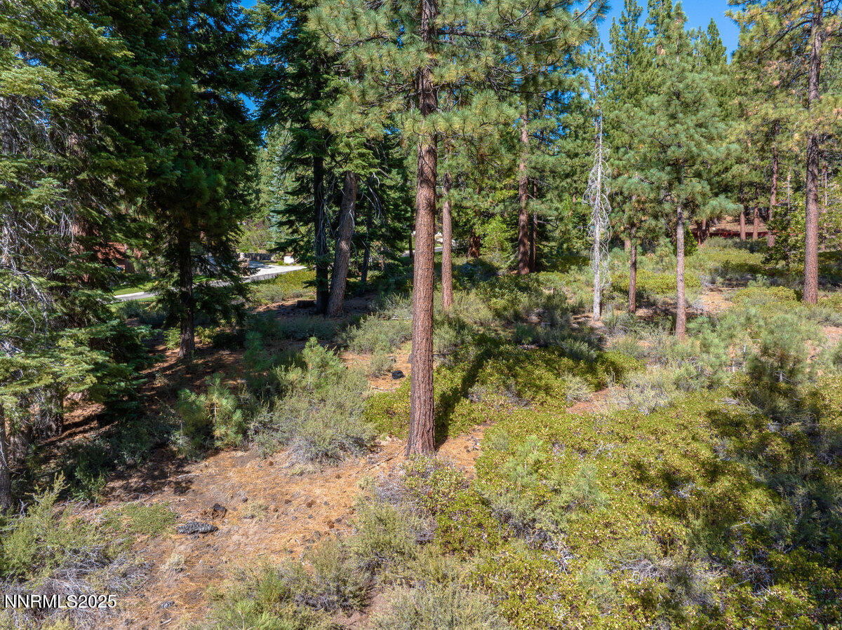1227 Highway 50 Zephyr Cove, NV 89448 - Photo 15 of 16 a view of a forest with trees