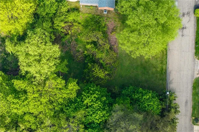 a view of a lush green forest with lawn chairs and plants