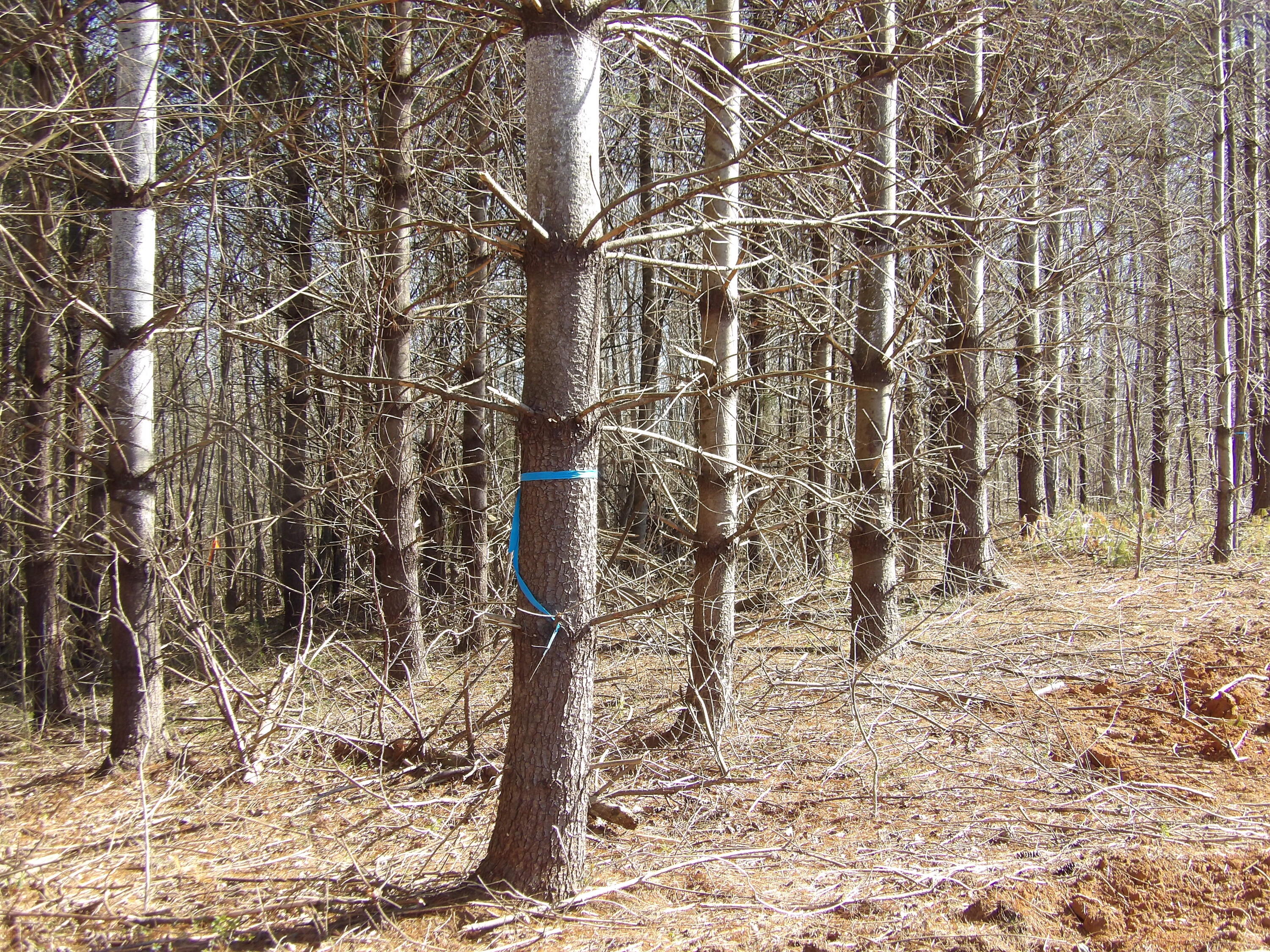 28 Rockfort Road Pikeville, TN 37367 - Photo 11 of 16 100_0158