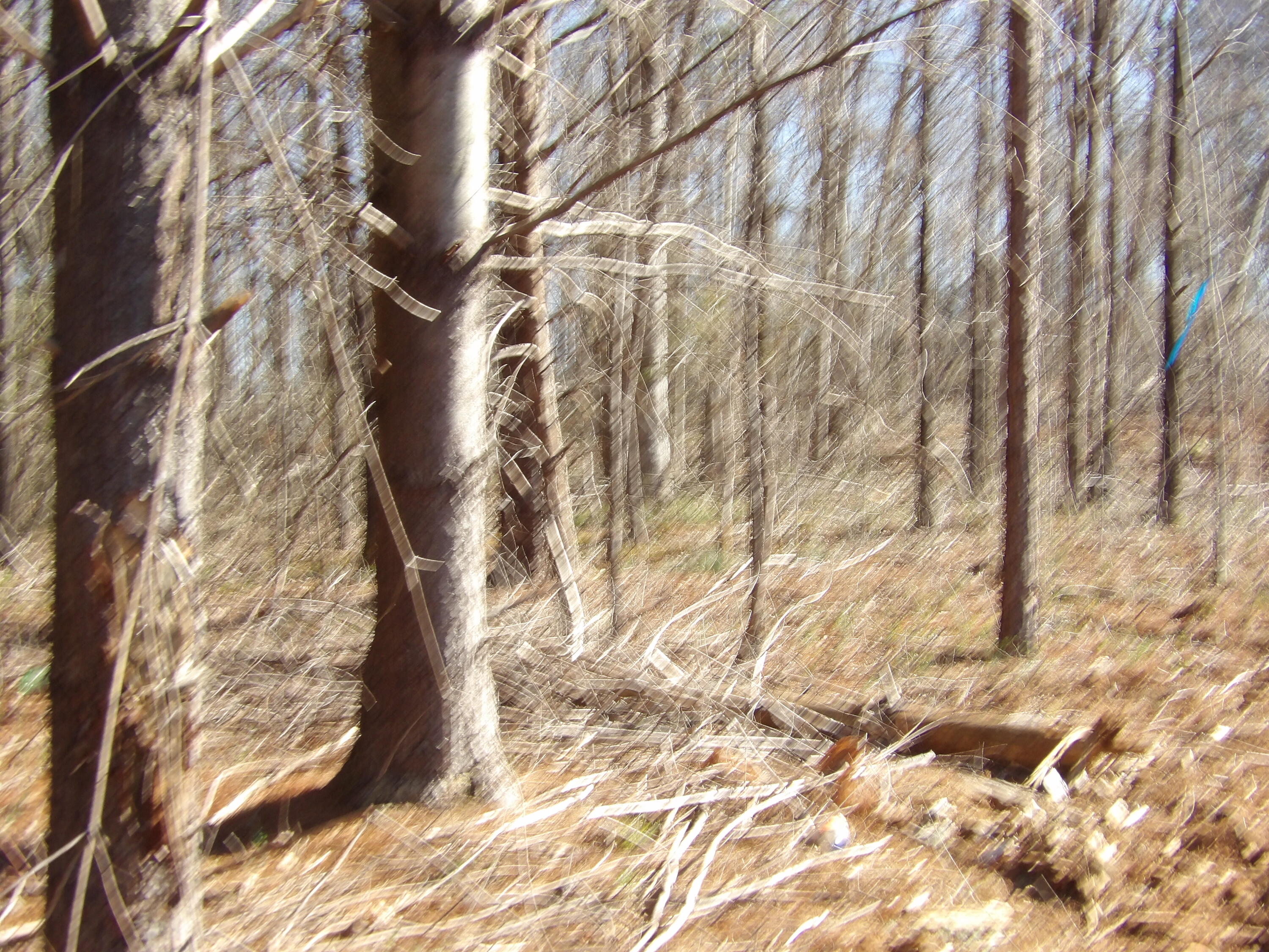 28 Rockfort Road Pikeville, TN 37367 - Photo 13 of 16 100_0160