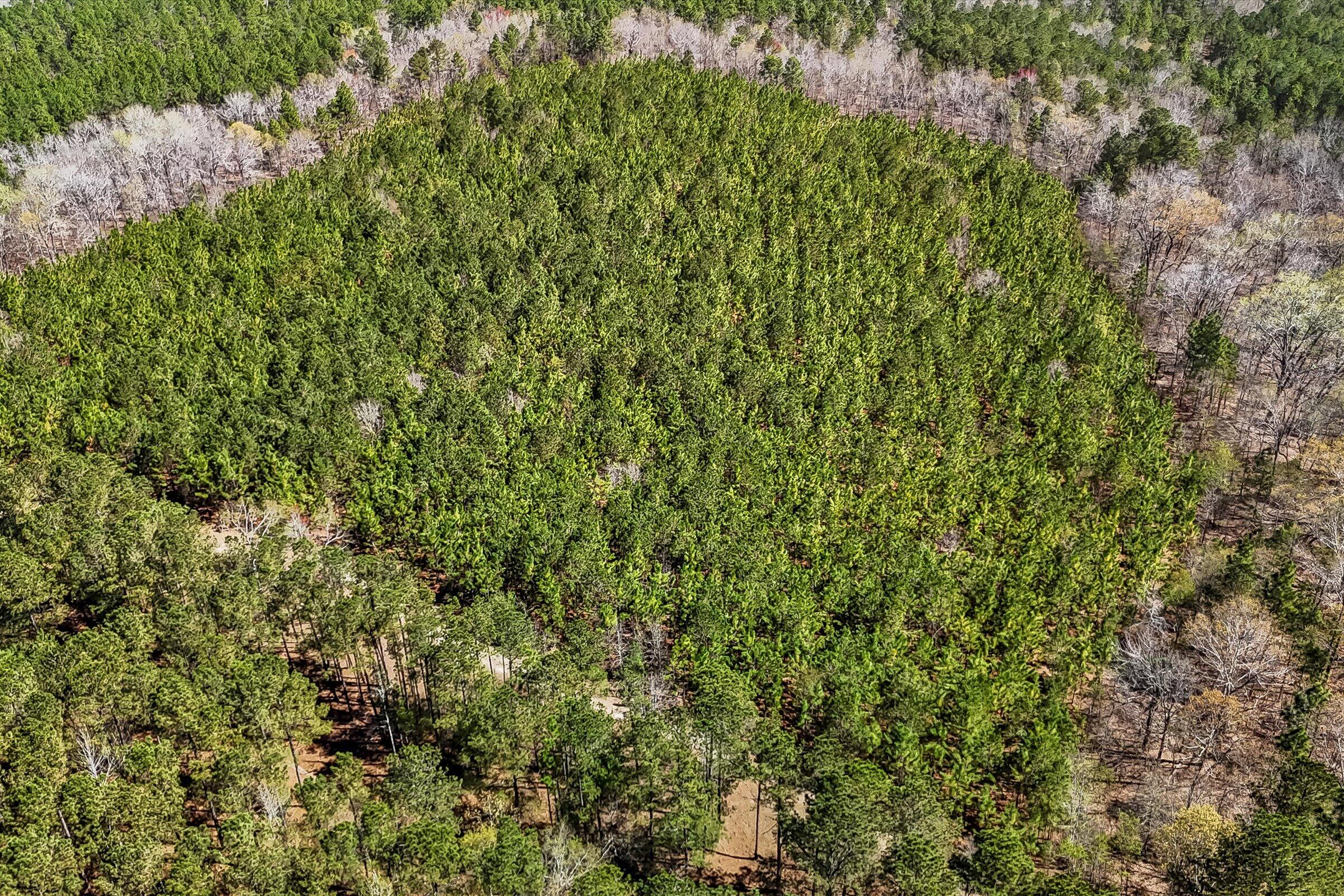357 Collum Pond Road Wagener, SC 29164 - Photo 100 of 106