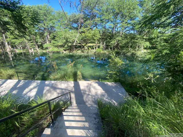 a view of a yard with plants and large trees