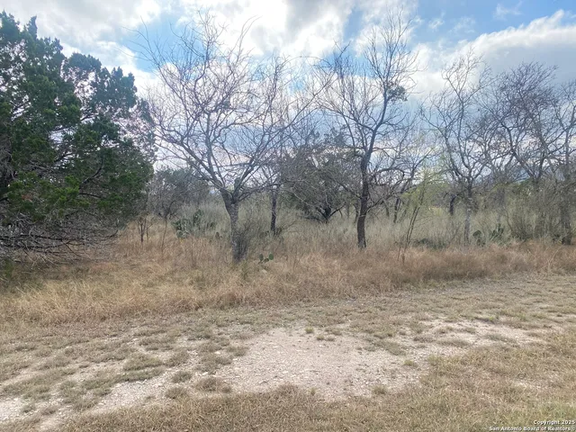 a view of a dry yard with trees