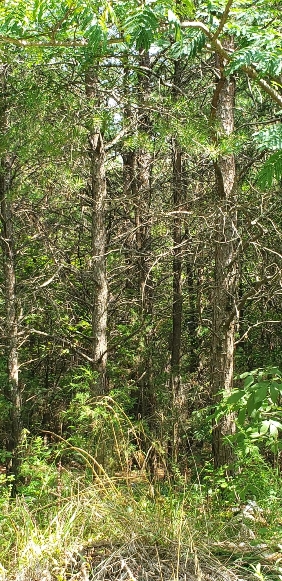 3.98 Lands Road Madisonville, TN 37354 - Photo 3 of 3 20210713_155442