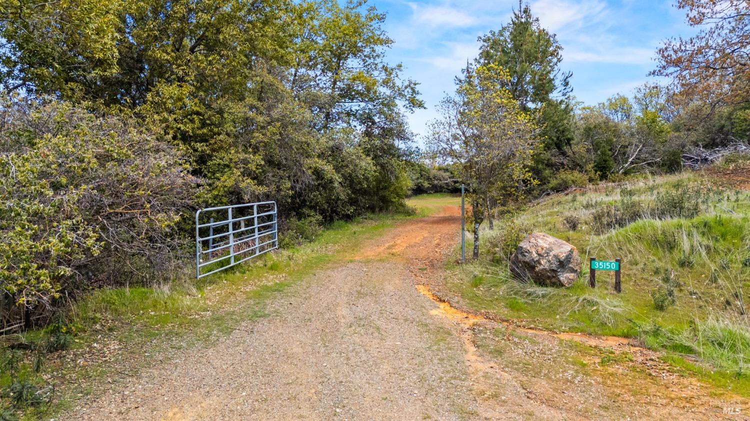 a view of a yard with plants and trees