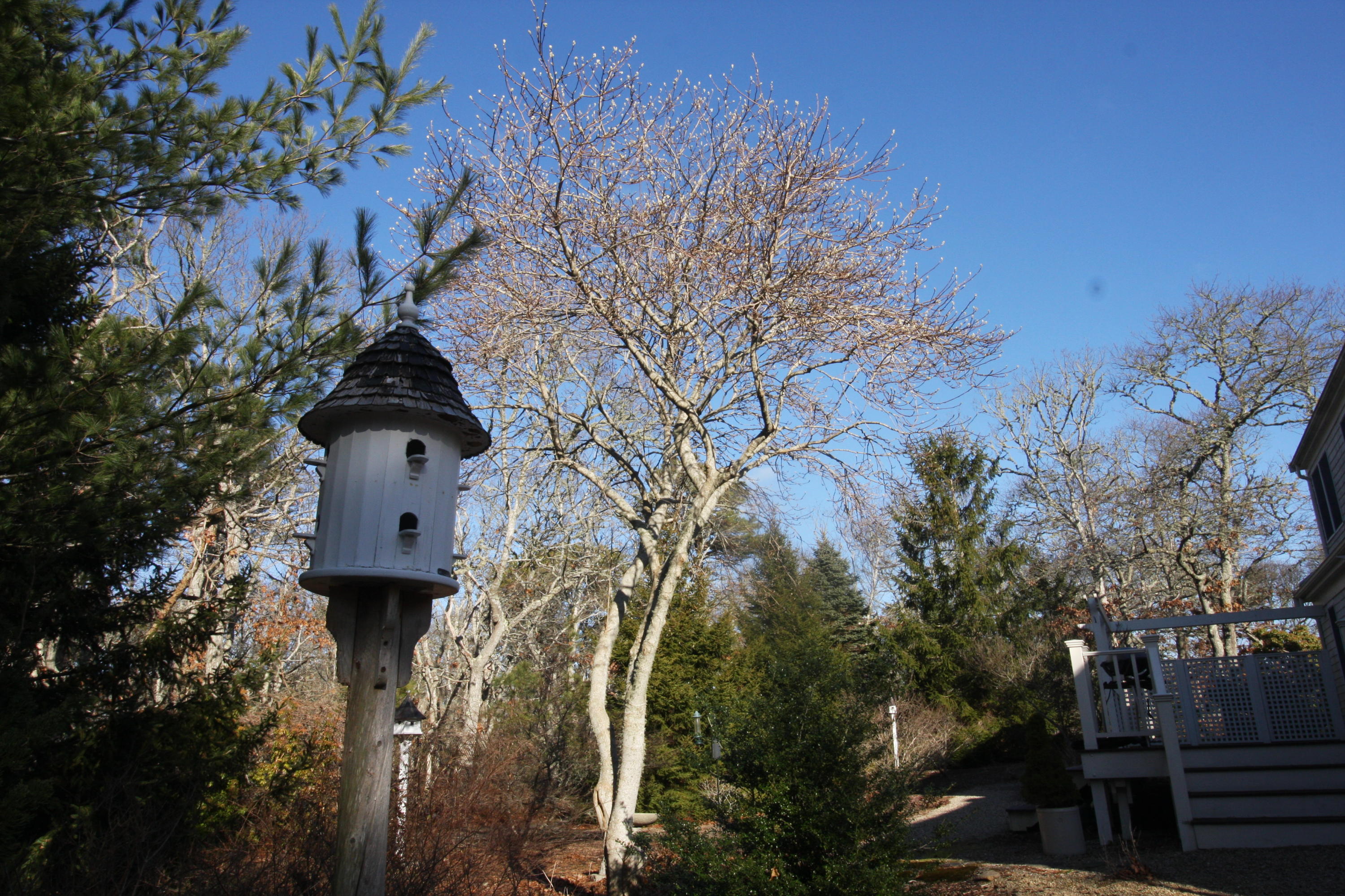 12 Ridge Court Brewster, MA 02631 - Photo 12 of 48 IMG_9131