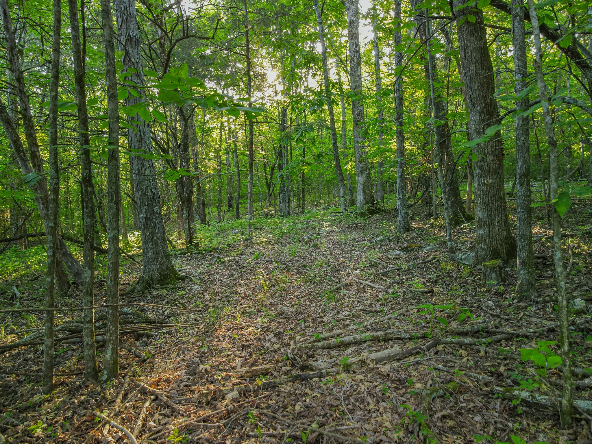 304 Fuss Hollow Road Petersburg, TN 37144 - Photo 10 of 38 Gallery Image 10