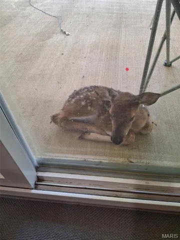 $384,900 | 243 Big Pine Road, Doniphan, MO 63935