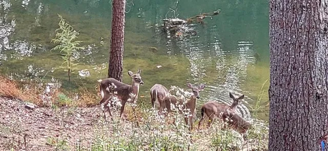 $1,100,000 | 382 Pocaset, Ellijay, GA 30540