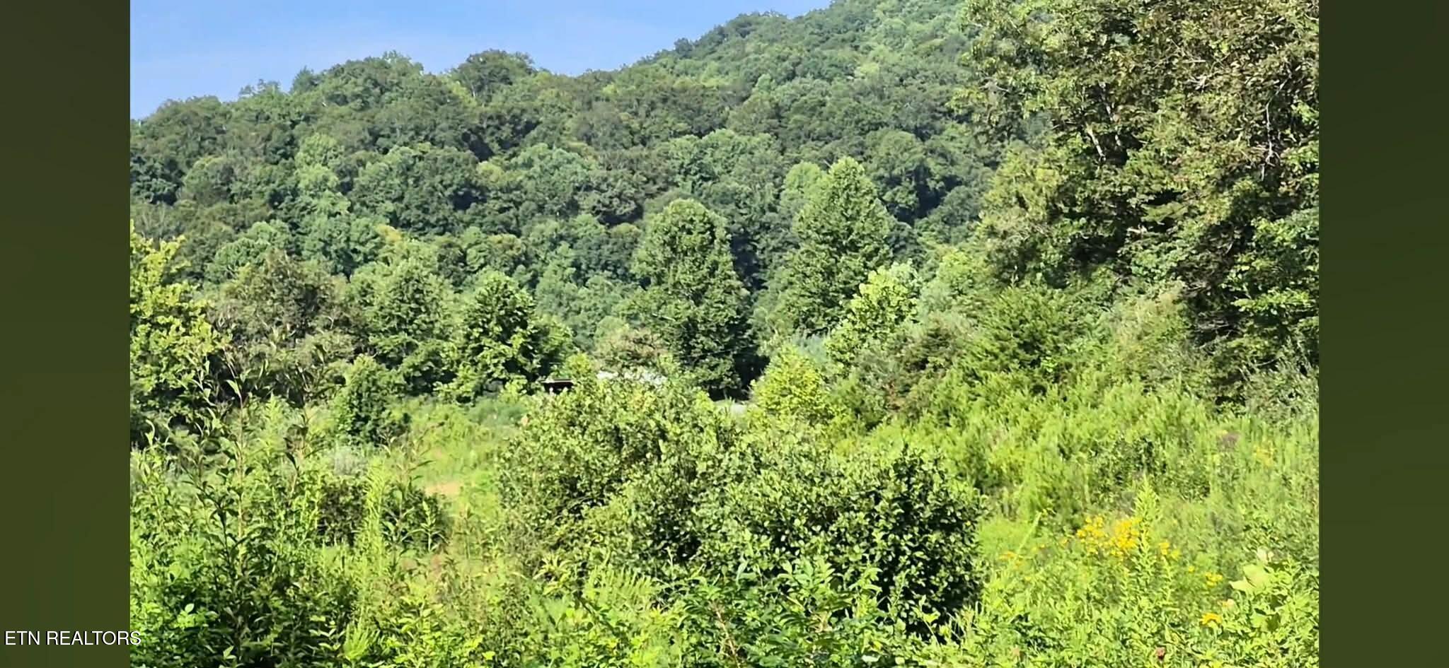 216 Lower Capuchin Road Newcomb, TN 37819 - Photo 3 of 16 e9fc120feeea1c5a57073b63163c8445