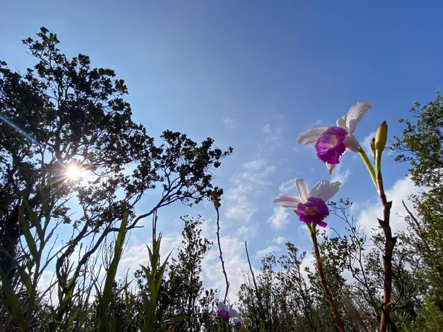 $45,000 | 48 Kaleponi Road, Mountain View, HI 96771