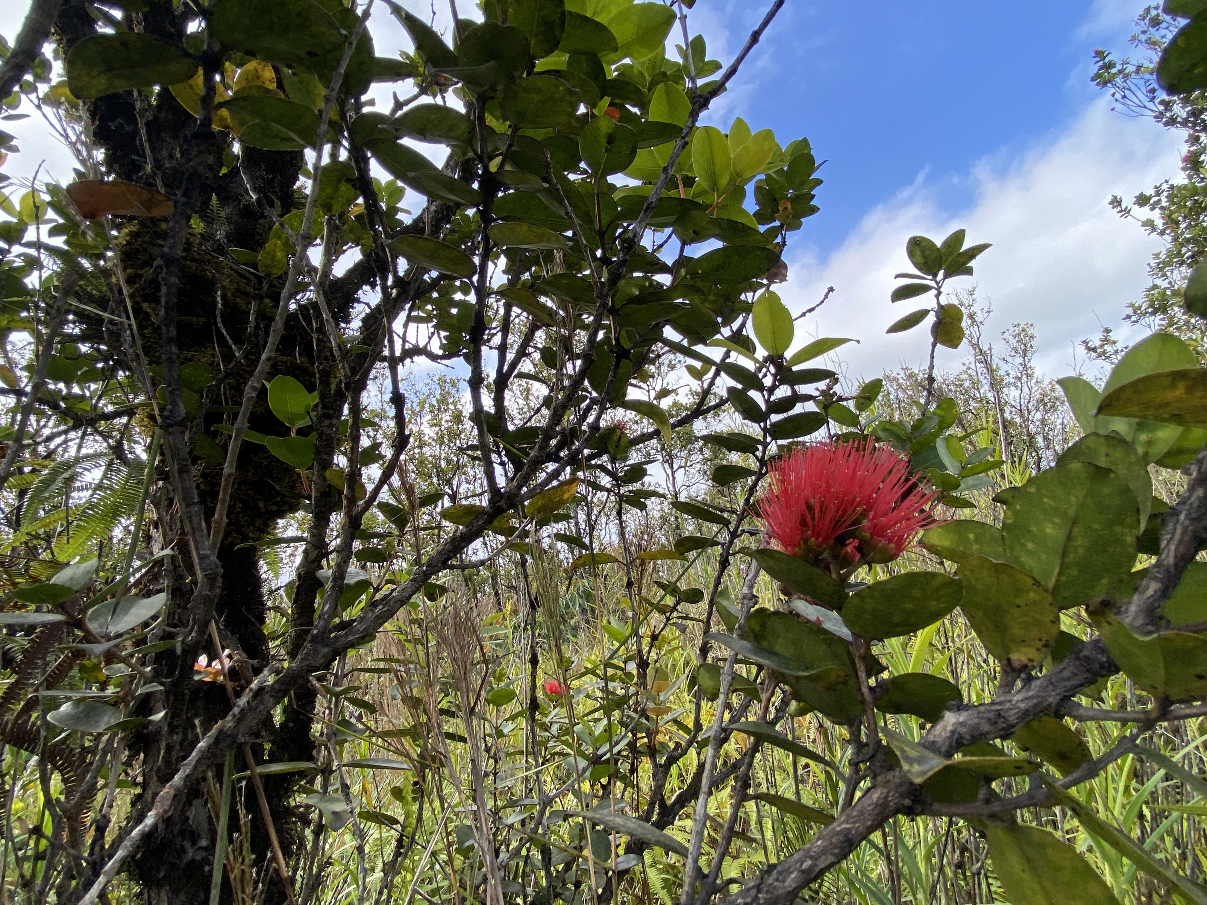 48 Kaleponi Road Mountain View, HI 96771 - Photo 2 of 12