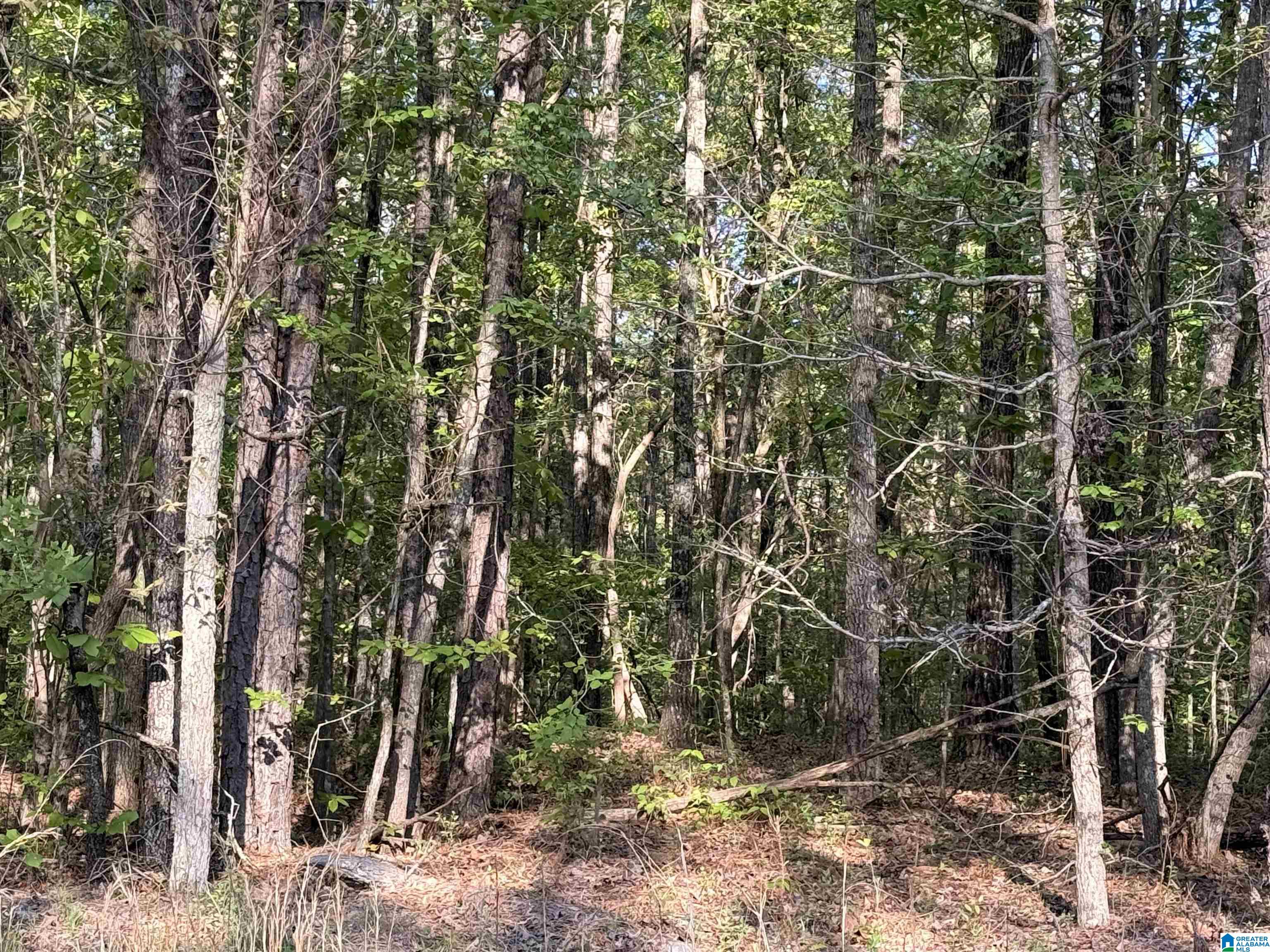 0 Piney Woods Road, Unit 3 Vincent, AL 35178 - Photo 9 of 16