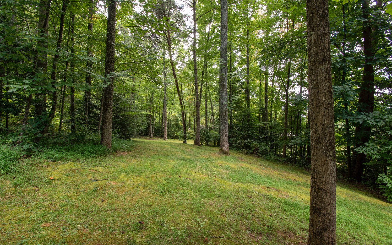 220 Bryant Farm Road Murphy, NC 28906 - Photo 8 of 52 a view of a lush green space