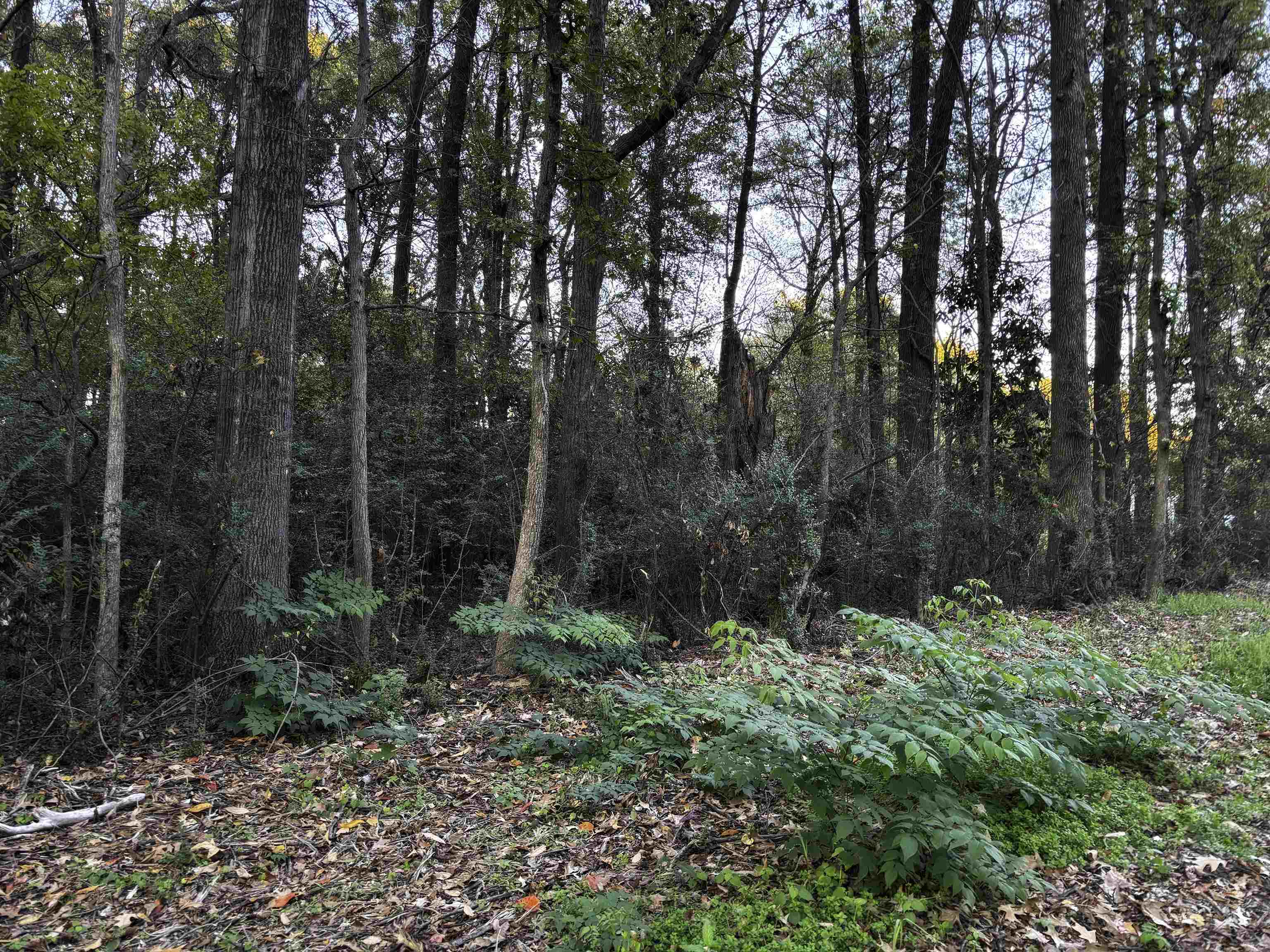 7016 7th Road Bartlett, TN 38135 - Photo 3 of 3 View of nature
