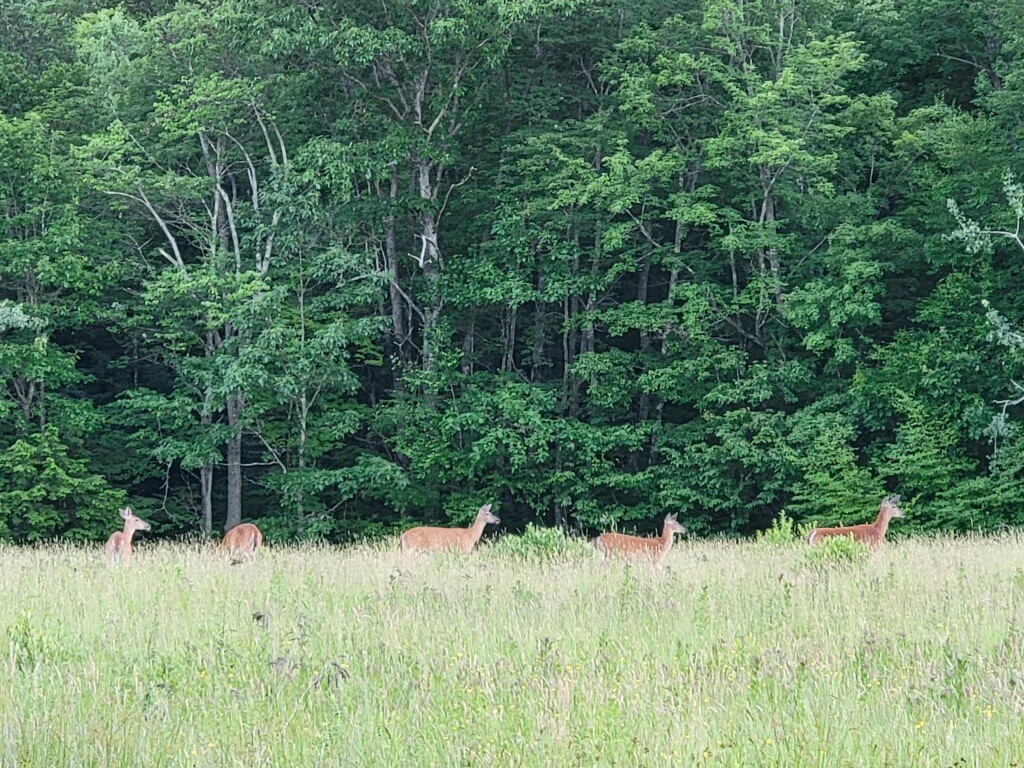 638 Cascade Valley Road Windsor, NY 13865 - Photo 47 of 50 Gallery Image 47