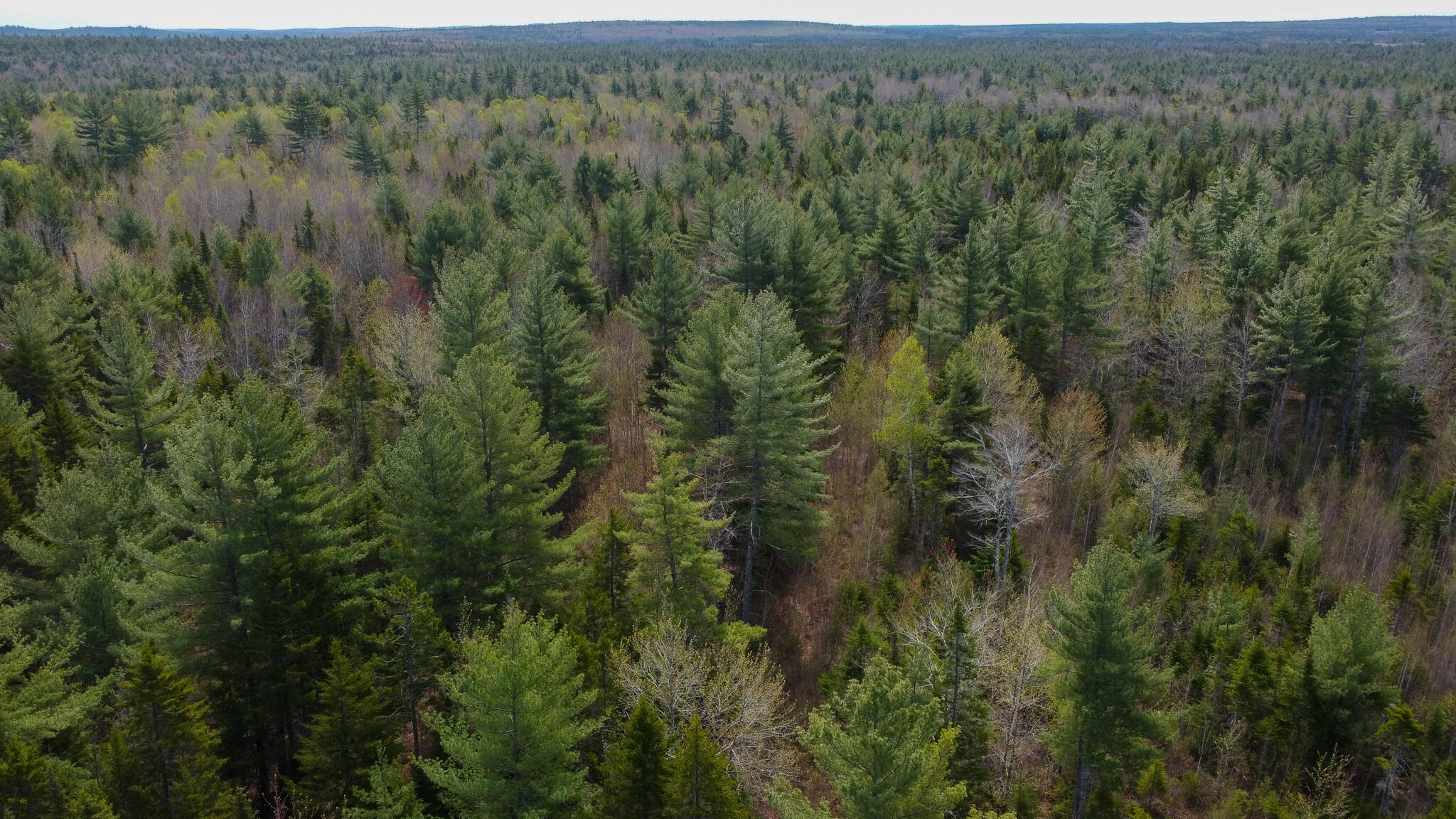Lot 5 Trickle Brook Road Cherryfield, ME 04622 - Photo 7 of 12 DJI_0069