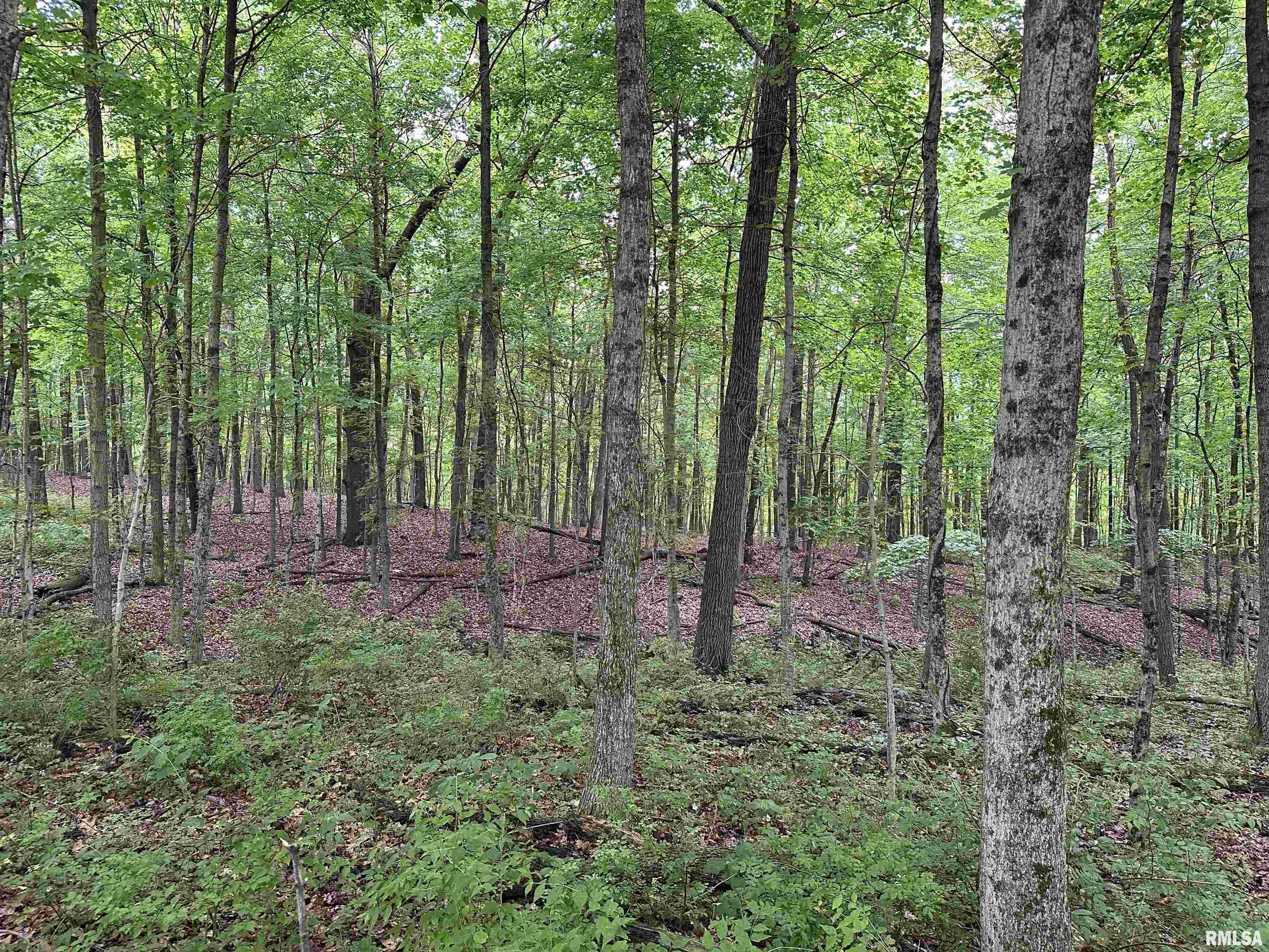 0 North Snake Trail Road Charleston, IL 61920 - Photo 22 of 58 Gallery Image 22