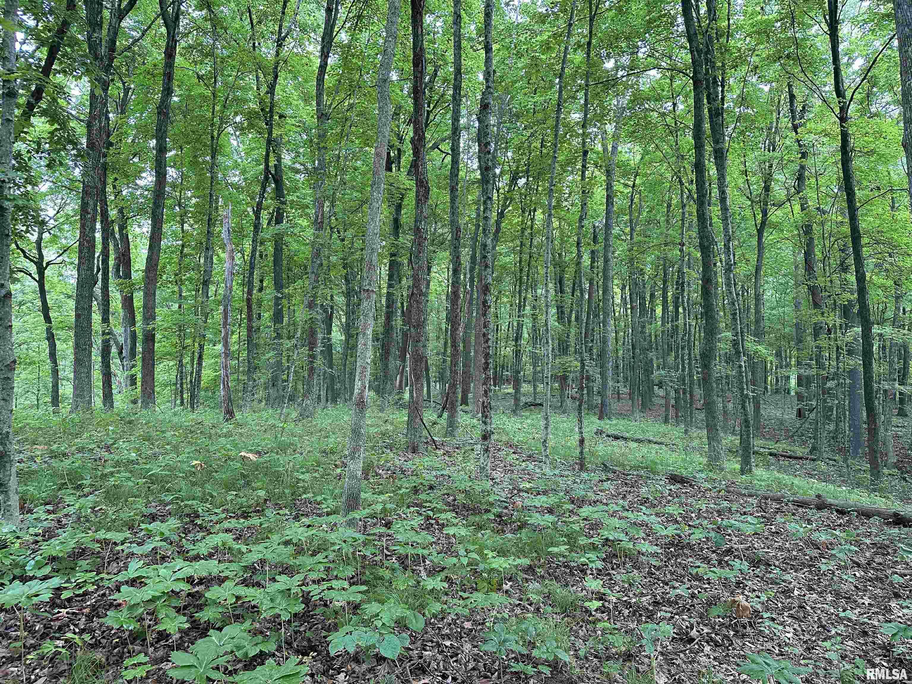 0 North Snake Trail Road Charleston, IL 61920 - Photo 28 of 58 Gallery Image 28
