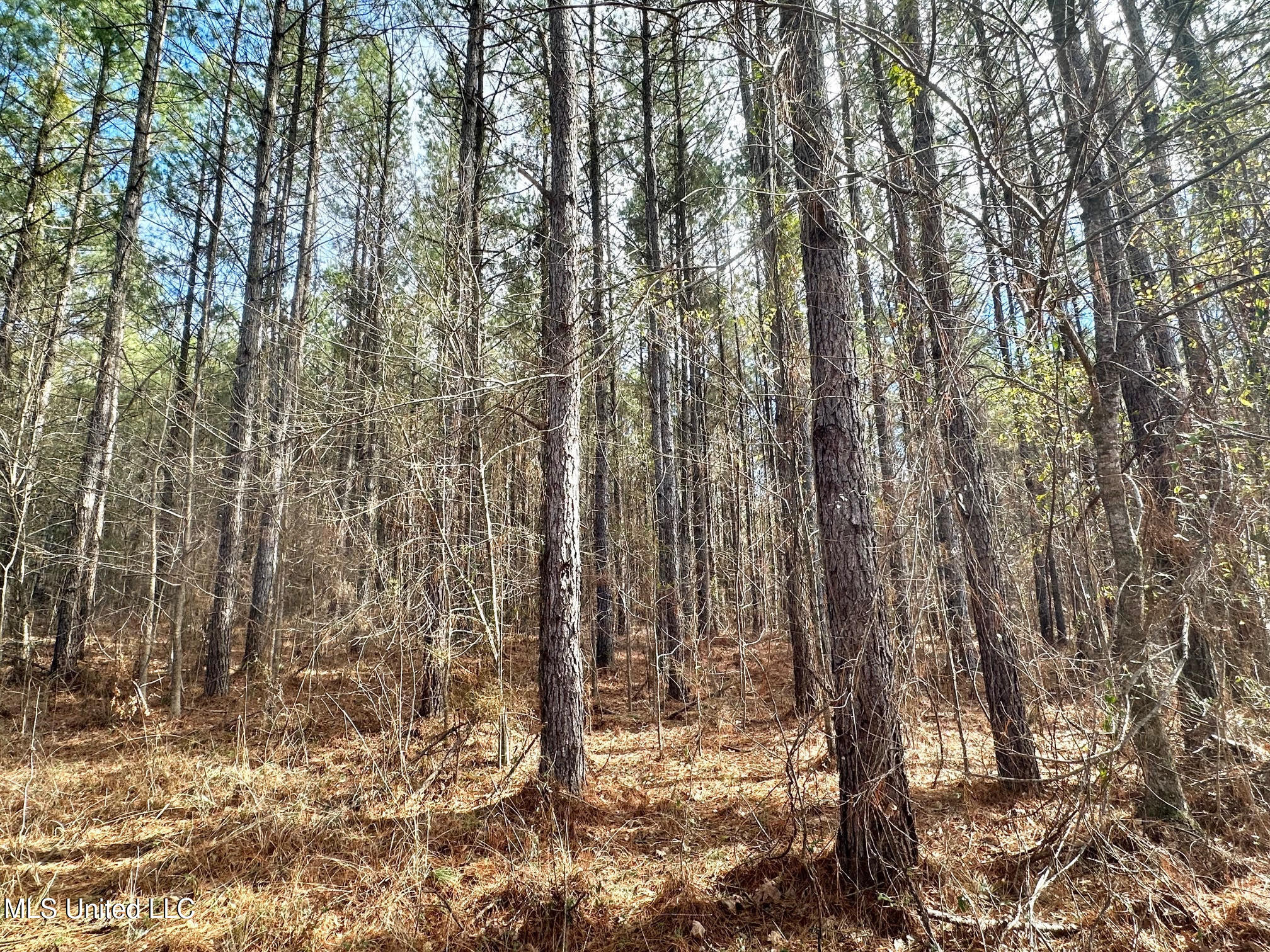 4 Prentiss Crump Road Utica, MS 39175 - Photo 7 of 28 580
