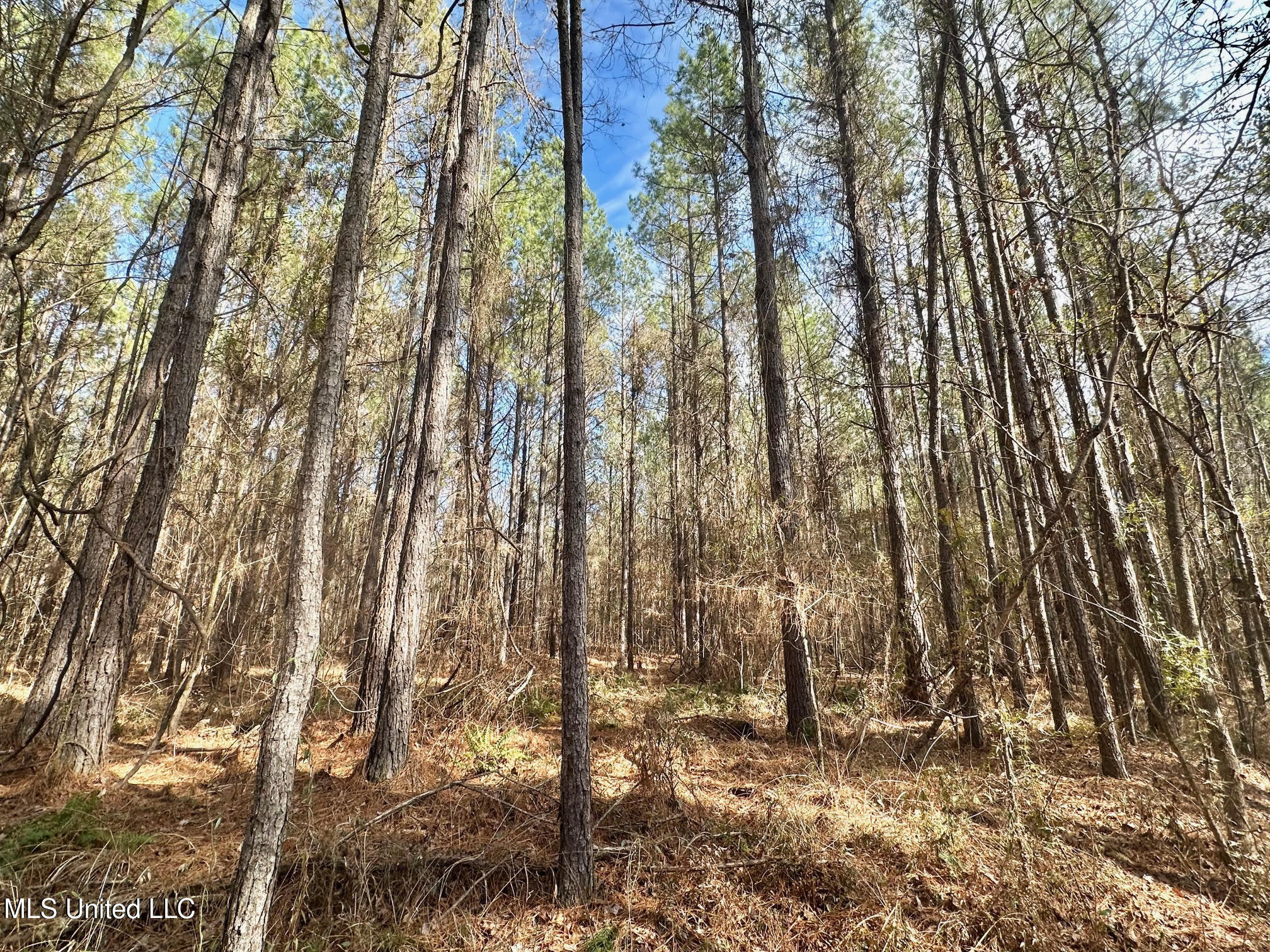4 Prentiss Crump Road Utica, MS 39175 - Photo 9 of 28 582