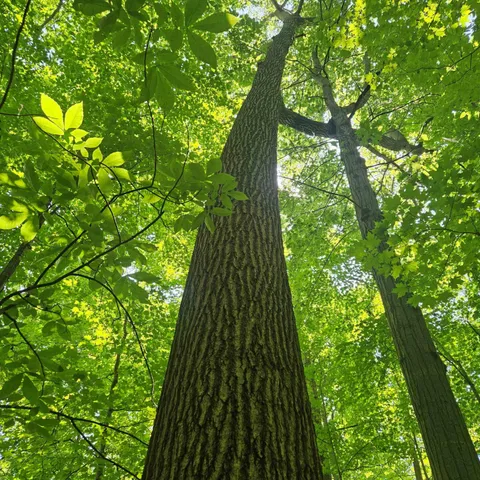 $585,000 | 1 Mowatt Road, Silverwood, MI 48760