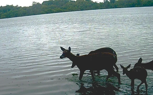 $585,000 | 1 Mowatt Road, Silverwood, MI 48760