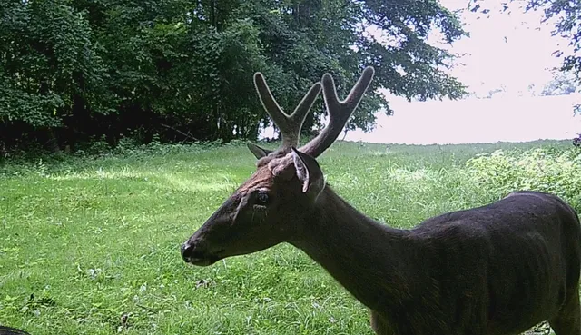 $585,000 | 1 Mowatt Road, Silverwood, MI 48760