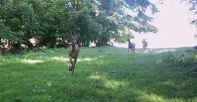 $585,000 | 1 Mowatt Road, Silverwood, MI 48760