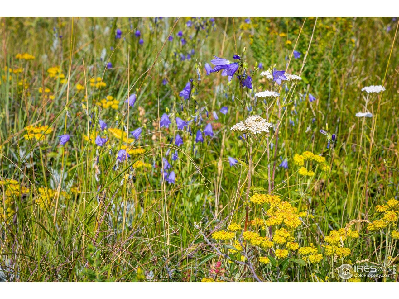 730 Lost Angel Road Boulder, CO 80302 - Photo 11 of 30