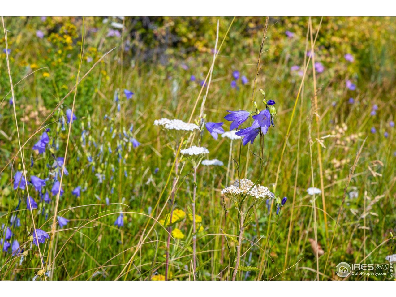 730 Lost Angel Road Boulder, CO 80302 - Photo 28 of 30