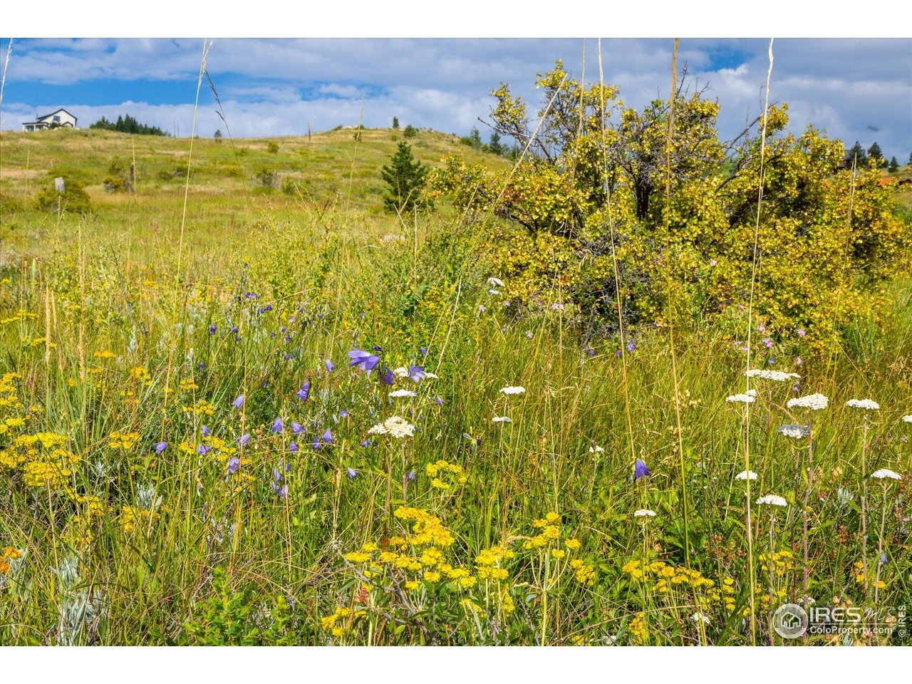 730 Lost Angel Road Boulder, CO 80302 - Photo 10 of 30