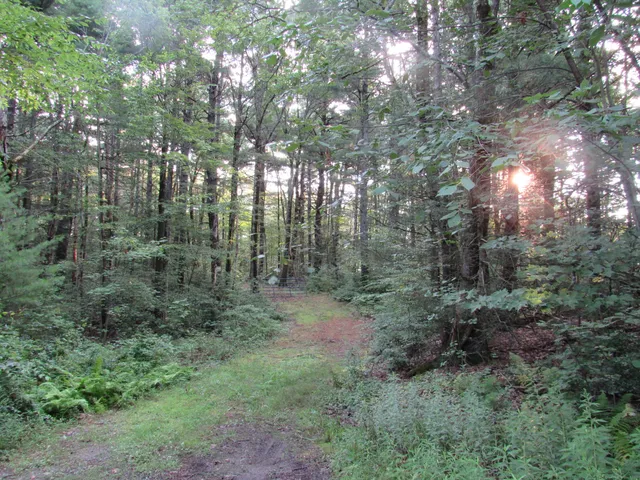 a view of a forest with trees in the background