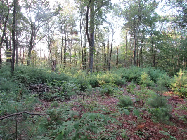 a view of a lush green forest