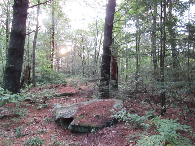 a view of a forest filled with trees