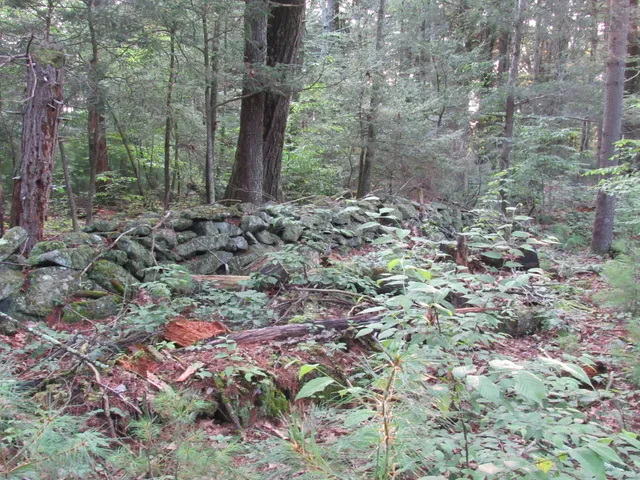 a view of a yard with plants and trees