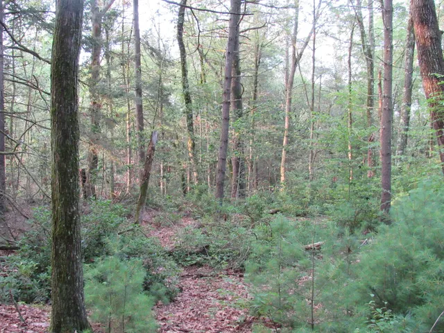 a view of a forest that has large trees