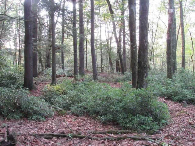 a view of outdoor space and green space