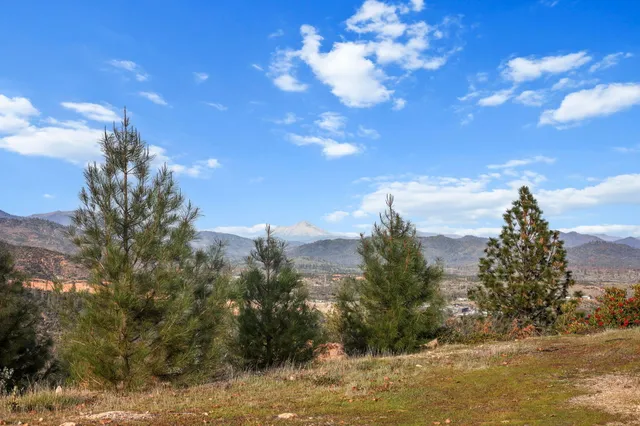 a view of a tree with a yard